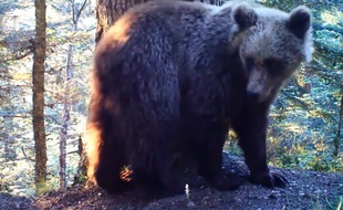 Un ours filmé au cours de l'été 2016 dans les Pyrénées par les caméras automatiques de l'ONCFS.