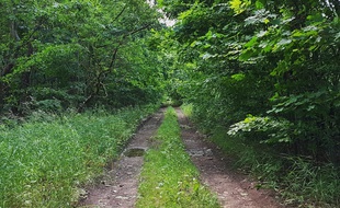 Une forêt (Illustration)
