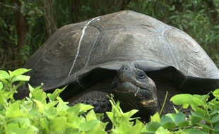 Une tortue géante aux Galapagos (illustration)