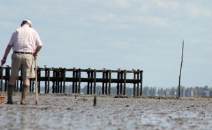 Un homme marche dans la vase de la baie du Mont Saint-Michel, ici au large du Vivier-sur-Mer.