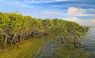 La mangrove, ici aux îles Galapagos, préserve le littoral, stocke le carbone et permet la culture du riz et du sel.