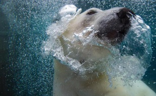 La fonte de la banquise est l'un des principaux facteur de la diminution de la population d'Ours polaire en Alaska et au Canada