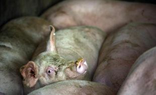 Un élevage de porc dans la province de Gangzhong, en Chine