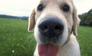 Illustration: Un chien.