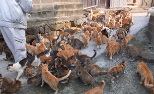 Une terre où les chats sont rois ? Voilà un comité d'accueil qui sort de l'ordinaire !