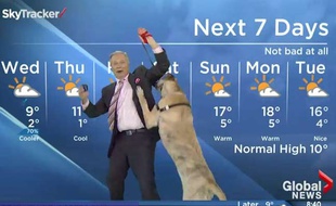 Capture d'écran du présentateur canadien Mike Sobbel, dont la météo a été perturbée par le chien Ripple.