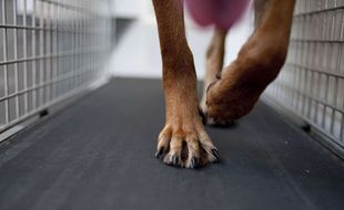 Un malinois. Illustration.