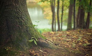 Une forêt (illustration).