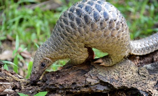 Image d'illustration d'un pangolin.