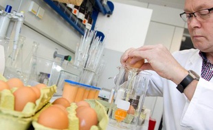Un technicien examine des oeufs dans un laboratoire à Münster, en Allemagne, le 4 janvier 2011.