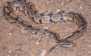 Un python regius.