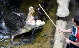 Rex, un crocodile géant de 700 kilos, s'apprête à engloutir un lapin, le 3 mars 2014 dans le zoo de Sydney