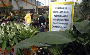 Des plantes purifiantes et dépolluantes d'intérieur sont vendues dans les jardineries.