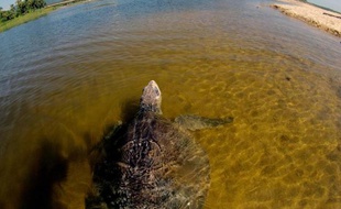 Une tortue olivâtre (Lepidochelys olivacea) nage dans les eaux d'Aquila, sur la côte pacifique de l'Etat de Michoacan, au Mexique, le 13 octobre 2013