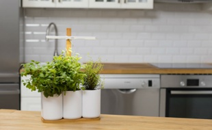 Plusieurs semaines de patience sont nécessaires pour faire pousser ses herbes aromatiques.