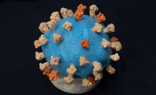 Un modèle du coronavirus.