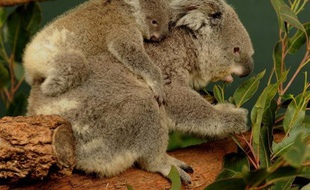 Photo d'illustration d'un koala portant son petit sur son dos.