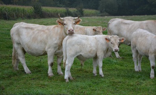 Vosges: Les chasseurs visaient des sangliers, ils tuent une vache (Illustration)
