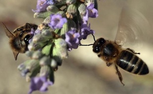 Des abeilles récoltent du nectar sur des fleurs de lavande, le 22 juillet 2013 à Marseille