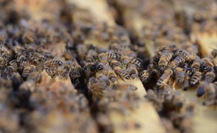 Près de 10% des quelque 2.000 espèces sauvages d'abeilles européennes sont menacées d'extinction, et 5% supplémentaires le seront dans un futur proche si rien n'est fait