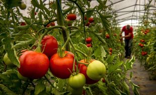 Illustration d'une serre de culture de tomates.