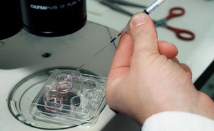 Illustration - Fécondation in vitro.