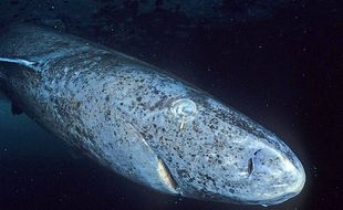 Requin du Groenland croisé au large du Nunavut (Canada)