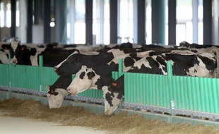 Les premières vaches laitières de la controversée "ferme des 1.000 vaches" à Drucat, dans la Somme, après leur arrivée le 13 septembre 2014