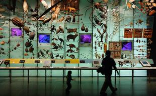 Dans une galerie d’un muséum d’histoire naturelle