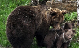 Une ourse et ses petits dans les Pyrénées espagnoles.