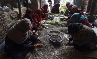 In this photograph taken on December 31, 2014, Afghan labourers prepare pistachio seeds at a dried fruit factory in Kabul. TO GO WITH Afghanistan-unrest-economy-mining-NATO,FOCUS by Guillaume LAVALLÉE In this photograph taken on December 31, 2014, Afghan women labourers prepare pistachio seeds at a local dried fruit factory in Kabul. The Kabul government is expecting income this year of around 1.8 billion USD dollars -- less than the value of Afghanistan's opium crop, which feeds the coffers of the Taliban. Agriculture -- not including opium -- has boomed to the point where dry fruits have surpassed carpets in the country's principal exports. AFP PHOTO / Wakil KohsarAfghanistan takes pride in its world-class pistachios, but with looters harvesting the nuts well before maturity fears are growing that the Taliban and local potentates are depriving the war-battered country of much-needed export income. Pistachios are not ripe for the picking until late July, but raiders rushed the forests earlier this month and, according to the Ministry of Agriculture, illegally harvested up to 40 percent of the country's still-green crop.