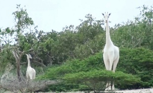 Cette image de girafes blanches a été prise en 2017, au Kenya.