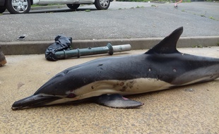 Un dauphin commun a été retrouvé mort le 27 octobre 2019 à Dinard.