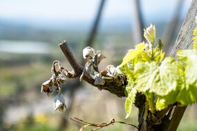 Vague de gel extrême, printemps précoce...Comment les viticulteurs vont devoir s'adapter pour faire face aux aléas climatiques.
