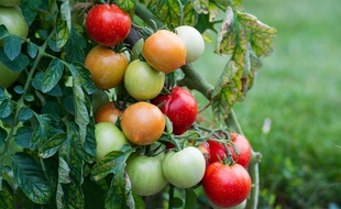 Illustration d'un plant de tomates dans une exploitation agricole.