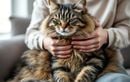Pourquoi porter ou serrer votre chat contre vous peut nuire à sa confiance (et comment créer un lien apaisé)