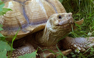 C'est une tortue semblable a elle-ci qui a été retrouvée.