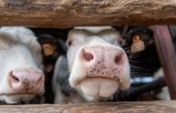 Plus de 50 foyers de dermatose nodulaire détectés en Savoie et Haute-Savoie
