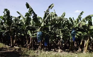 Une plantation de bananes en Martinique (image d'illustration).