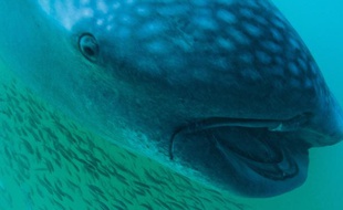 Un requin-baleine.