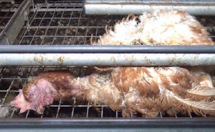 Au milieu de poules encore en vie, des cadavres bloquent la circulation des œufs.
