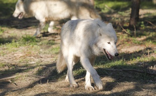 Des loups.