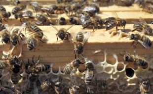 Appel inédit aux dons d'essaims d'abeilles pour aider des apiculteurs de l'Ariège et des Pyrénées Orientales touchés par une hécatombe exceptionnelle l'hiver dernier