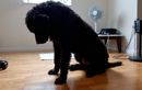 Quand un chien devient subitement sensible aux bruits : comment repérer et agir face à une anxiété sonore inattendue