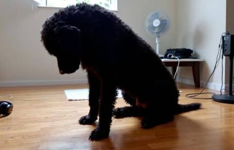 Quand un chien devient subitement sensible aux bruits : comment repérer et agir face à une anxiété sonore inattendue