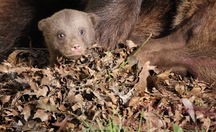 Un petit ourson est né au zoo de la Boissière du Doré
