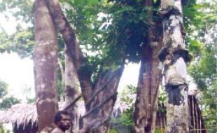 La tribu des Korowai vit dans les arbres pour échapper aux moustiques.