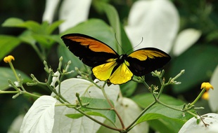 L'équipe pyrénéenne a pris en photo l'an dernier l’Ornithoptera croesus croesus, une première mondiale
