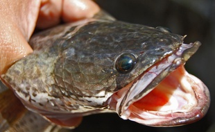Les Channidae ou têtes-de-serpent sont une famille de poissons d'eau douce originaires d'Asie