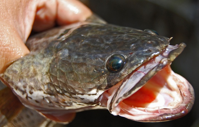 Un poisson qui peut vivre hors de l’eau sur le point d'envahir les Etats-Unis 640x410_channidae-tetes-serpent-famille-poissons-eau-douce-originaires-asie
